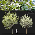Ornamental Garden Blooming Pear Trees With White Flowers And Lush Green Foliage