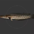Long Textured Fish With Unique Body Pattern And Detailed Scales On Dark Surface 3d model