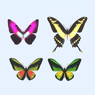butterfly animal flying creature 3d model