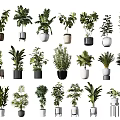Various Indoor Potted Plant Species With Decorative Pots And Green Foliage