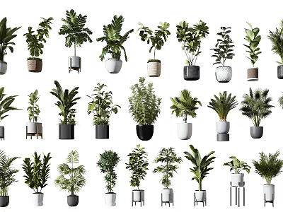 Various Indoor Potted Plant Species With Decorative Pots And Green Foliage 3d model