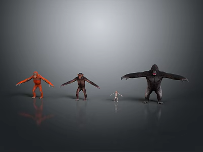 Various Sizes Primate Animal Models Standing In Gray Background With Reflective Floor 3d model