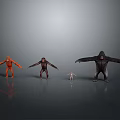 Various Sizes Primate Animal Models Standing In Gray Background With Reflective Floor