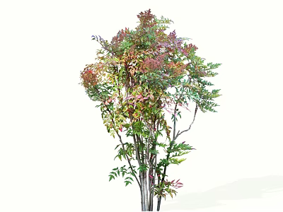 2D Exquisite Nantian Bamboo Lantian Bamboo Evergreen Shrub 3d model