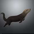 Otter in Standing Posture with Brown Body and Light Colored Head on Gray Gradient Background 3d model