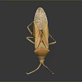 Detailed Orange Yellow Mantis With Long Legs On Dark Reflective Background