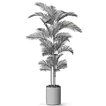 Indoor Potted Palm Plant Featuring Green Leaves And Multiple Trunks In Decorative Pot