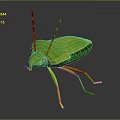 Green Bug With Red Eyes And Yellow Antennae On Gray Background 3d model