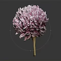 Spherical Purple And White Flower With Wooden Stem Against Dark Background