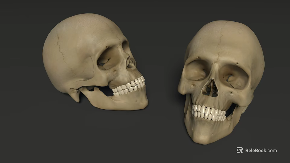 Game Movie Character Skeleton Skull 3D Models With Realistic Bone Features 3d model 