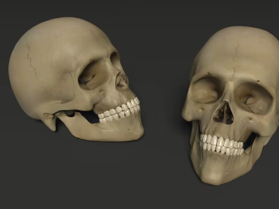 Game Movie Character Skeleton Skull 3D Models With Realistic Bone Features 3d model