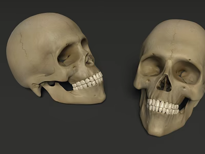 Skull Head Bone Medical Skull Human Bone 3d model Skull Head Bone Medical Skull Human Bone 3d model
