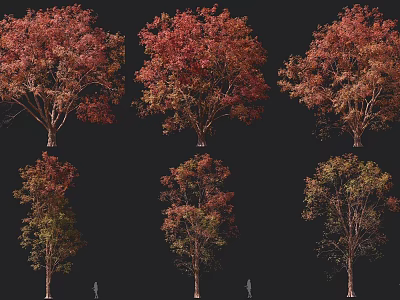 Colorful Autumn Arbor Trees With Red Orange Yellow Foliage And Different Varieties 3d model