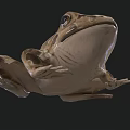 Realistic 3D Frog Model With Brown And Yellow Patterns And Large Eyes On Black Background
