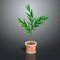 Lush Green Leafy Plant with Long Narrow Leaves in Terracotta Pot on Dark Background