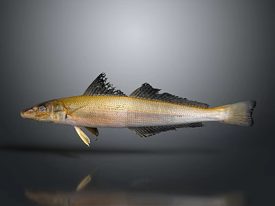 Golden White Fish With Black Fins Isolated On Gray Background With Reflection 3d model