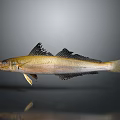 Golden White Fish With Black Fins Isolated On Gray Background With Reflection