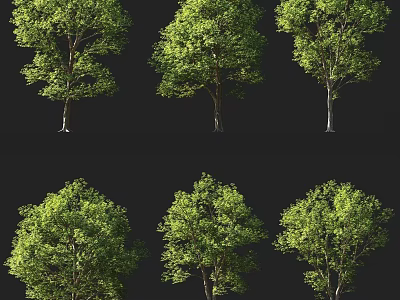 Multiple Arbor Specimens Display Lush Green Leaves And Sturdy Trunks On Black Background 3d model