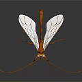 Orange Flying Insect with Transparent Wings Long Legs Slender Body and Antennae