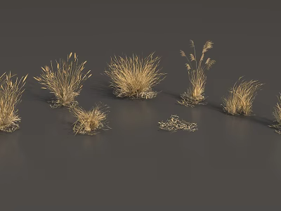 Golden Grass Displaying Various Shapes Different Heights And Spike Structures On Gray Background 3d model