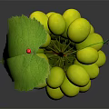 Fresh Ripe Green Grapes With Juicy Berries And Green Leaves On Vine