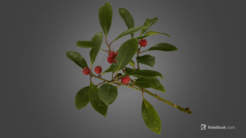 Healthy Plant Branch With Fresh Green Leaves And Red Berries 3d model 