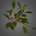 Healthy Plant Branch With Fresh Green Leaves And Red Berries