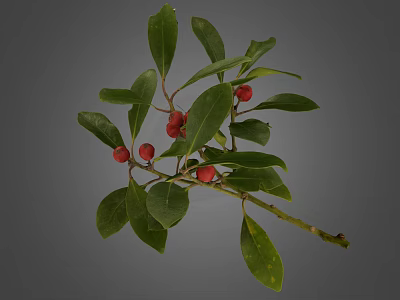Healthy Plant Branch With Fresh Green Leaves And Red Berries 3d model