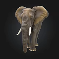Realistic Grey Elephant With Large Ears Long Trunk And White Tusks