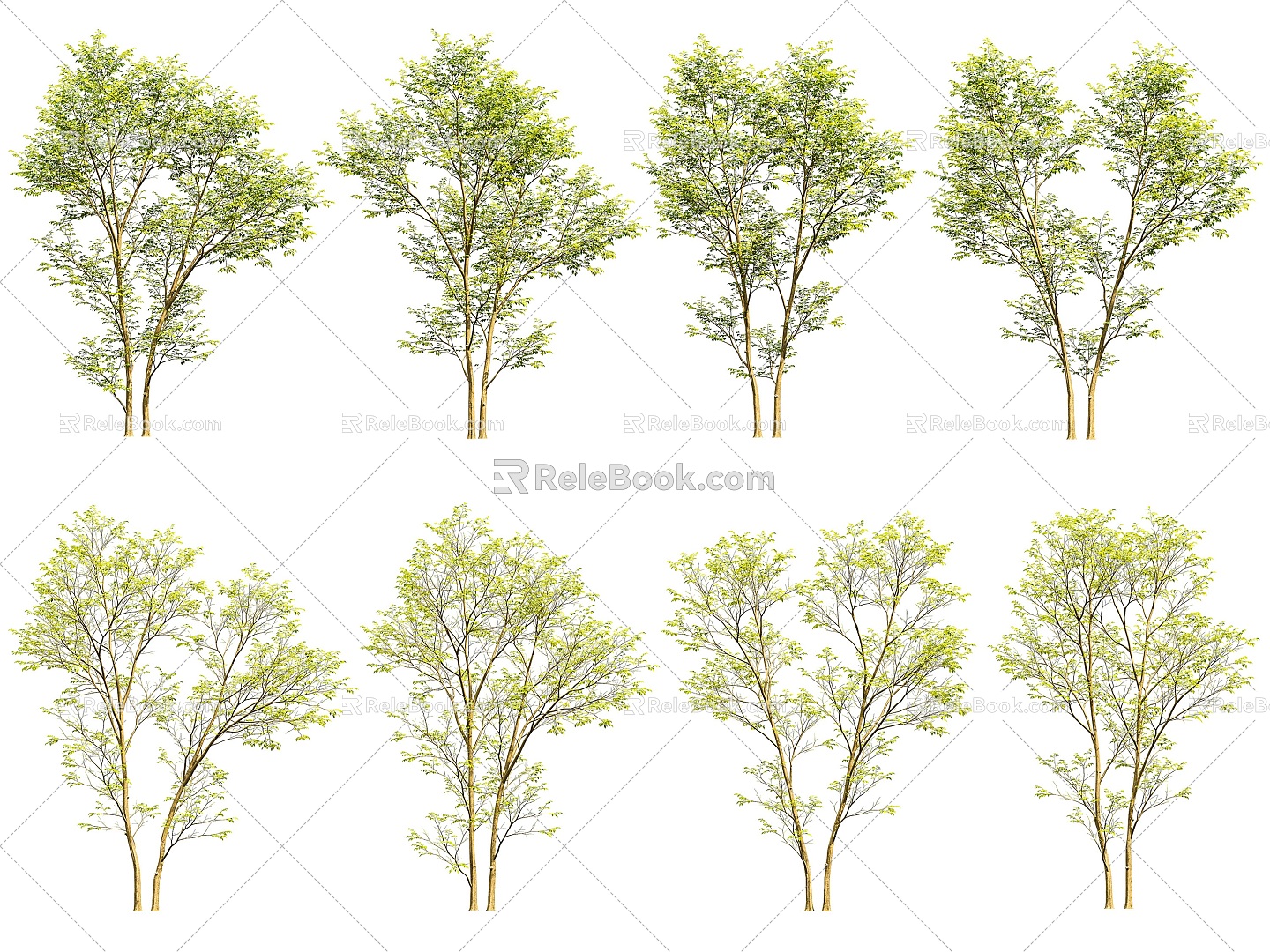 North American soap pod landscape tree 3d model