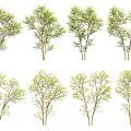 Various Arbor Trees With Green Foliage And Slender Trunks Isolated On White Background