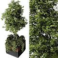Twisted Trunk Trees With Lush Green Foliage Surrounded By Bushes In Potted Planters