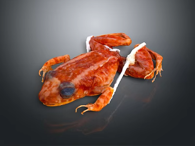 Detailed View Of Frog Biological Specimen With Internal Organs And Skin 3d model