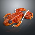 Detailed View Of Frog Biological Specimen With Internal Organs And Skin
