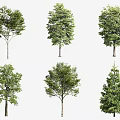 Diverse Arbor Tree Varieties Featuring Different Crown Shapes Leaf Textures And Trunk Sizes 3d model