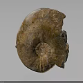Ancient Ammonite Fossil With Spiral Shape And Brown Yellow Textured Surface