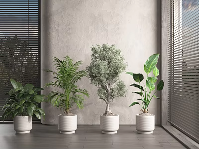 Bonsai Potted Plants in White Pots for Bright Modern Indoor Home Decor 3d model