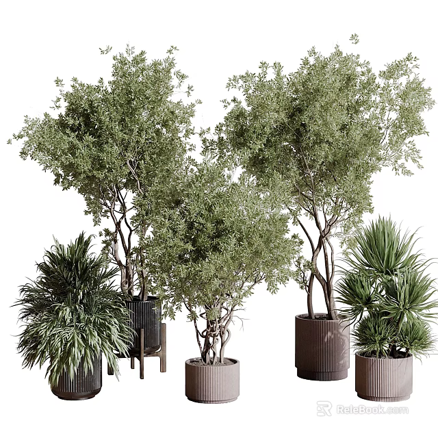 Indoor Bonsai Potted Plants with Various Green Foliage and Modern Decorative Planters 3d model 