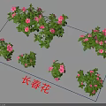 Periwinkle Plants With Pink Flowers And Green Leaves In Multiple Clusters Display With Shadows