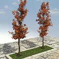Two Trees With Orange Red Leaves On Stone Pavement And Grassy Area Under Blue Sky