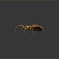Yellow Striped Spider With Long Legs And Detailed Body On Dark Background