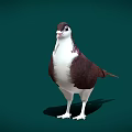 A brown and white pigeon standing on green background with visible shadow 3d model
