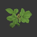 Fresh Green Plant With Vibrant Leaves And Yellow Pods On Dark Background