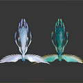 Two Peacocks With Turquoise Feathers And Spread Wings On Black Background With Reflections