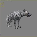 Striped Hyena Standing With Open Mouth On Gray Background