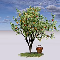 Fruiting Arbor With Ripe Apples And Basket On Green Grass Under Blue Sky