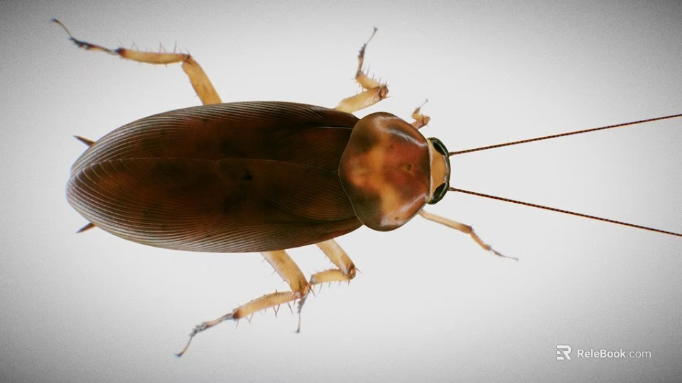 Detailed Close Up View Of Brown Cockroach With Long Antennae And Legs 3d model 