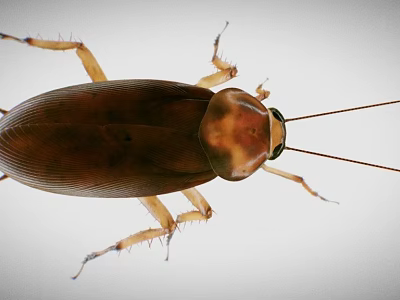 Detailed Close Up View Of Brown Cockroach With Long Antennae And Legs 3d model