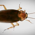 Detailed Close Up View Of Brown Cockroach With Long Antennae And Legs