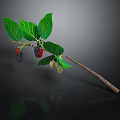 Fresh Natural Branch With Green Leaves And Black Red Green Mulberries